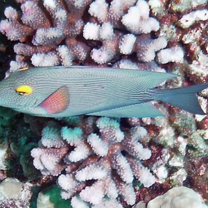 Goldring Surgeonfish - kole