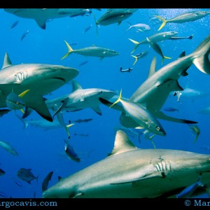 Reef Sharks eating