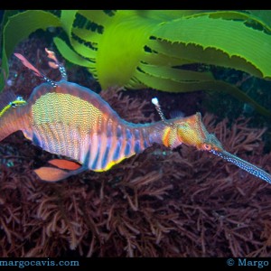 Leafy Sea Dragon