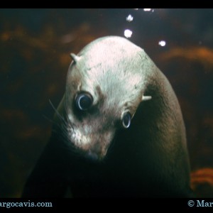 Fur Seal