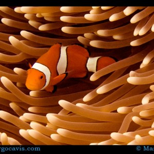 Clown Fish