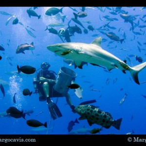 Reef Shark