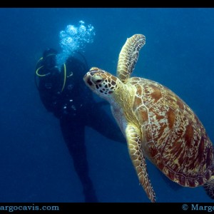 Turtle & Diver