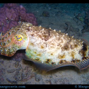 Cuttlefish