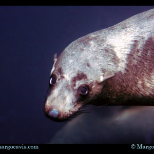 Fur Seal