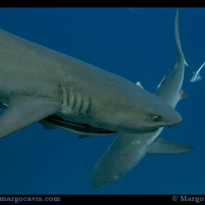 Shark Crossing