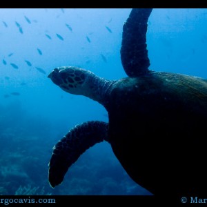 Green Sea turtle