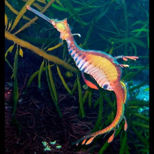 Sea Dragon