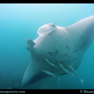 Manta Ray