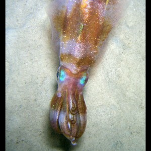 Cuttlefish