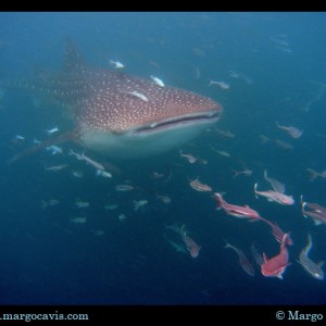 Whaleshark Ahead