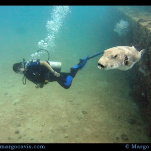 Diver & Puffer