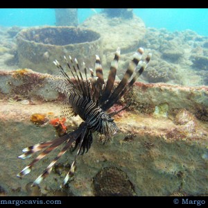 Lionfish