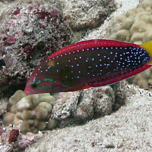 YellowTail Coris - hinalea akilolo