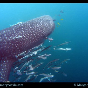 Whaleshark