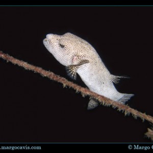 Puffer at night