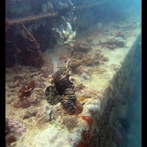 Lion fish line on a wreck