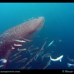 Whaleshark