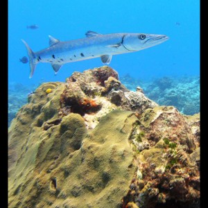 Baracuda in Cozumel