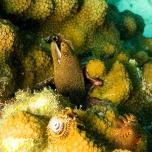 Curacao Golden Moray