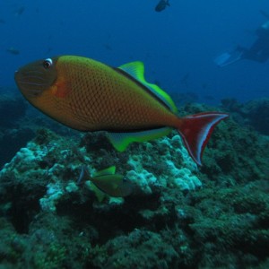 Red tail trigger fish
