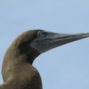 A Booby visitor