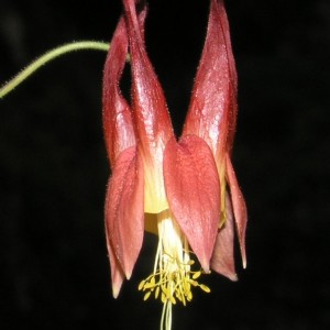 columbine_2_