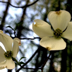 Dogwood