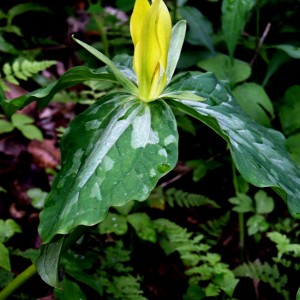 Yellow Trillium