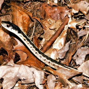 Garter Snake