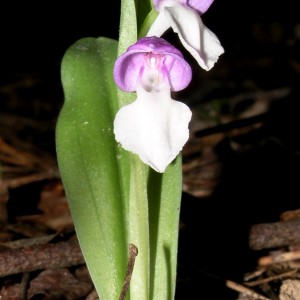 Showy Orchid