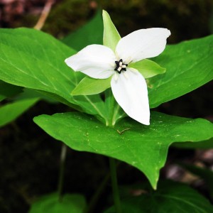 Erect Trillium