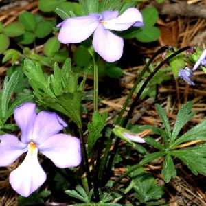 Birdfoot Violet