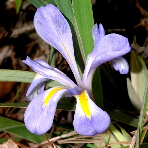 Crested Iris