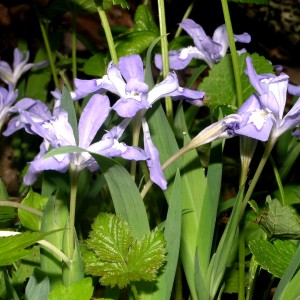 Dwarf Iris