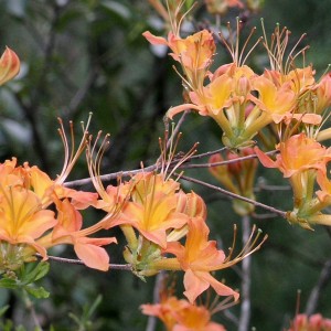 Flame Azalea