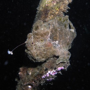 Frog fish  hunting "antenna"