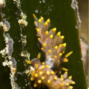 Eubranchus farrani "in fraganti"