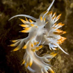 Flabellina babai "in fraganti"