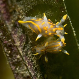 Polycera quadrilineata mating