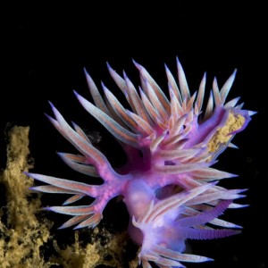 Flabellina affinis