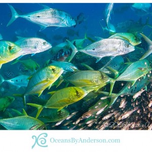 Trevally squadron