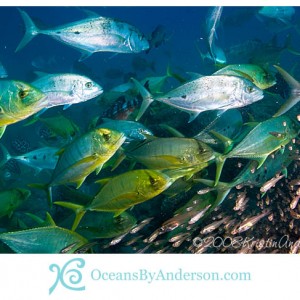 Trevally squadron