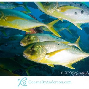 Trevally