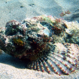 scorpionfish7