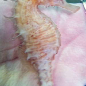 seahorse14