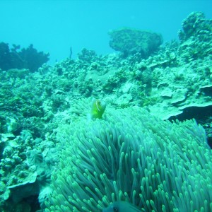 Carpet anenome