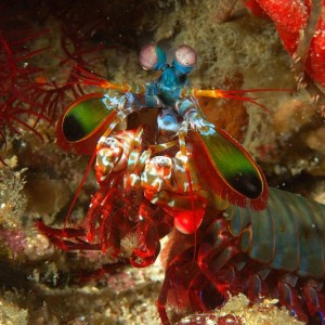 Mantis Shrimp PG, Philippines