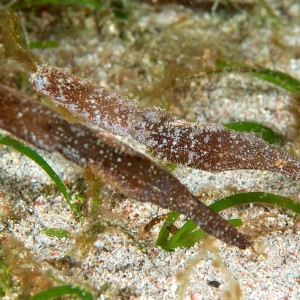 Robust Ghost Pipefish PG, Philippines