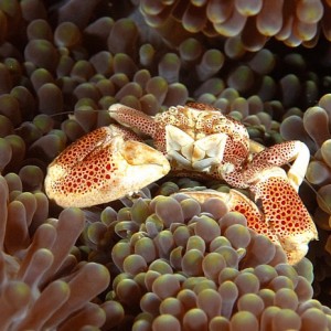 Porcelian Crab PG, Philippines